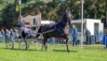 Lierop Fokpaardendag 2016 (82)